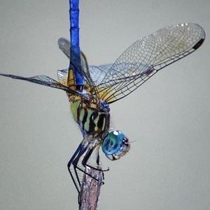 Meet your Posher, Joni